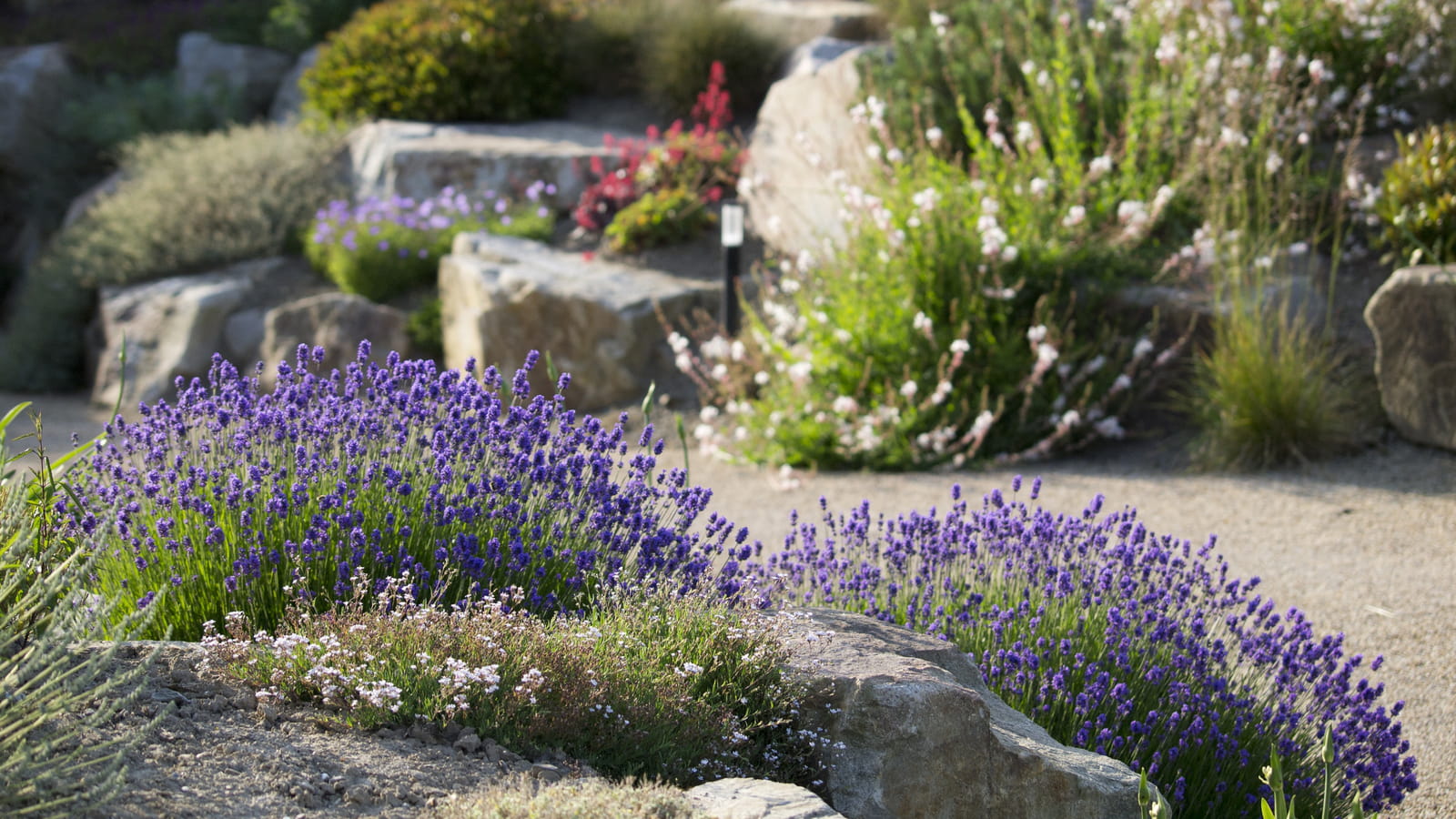 Fleurs bleues et blanches