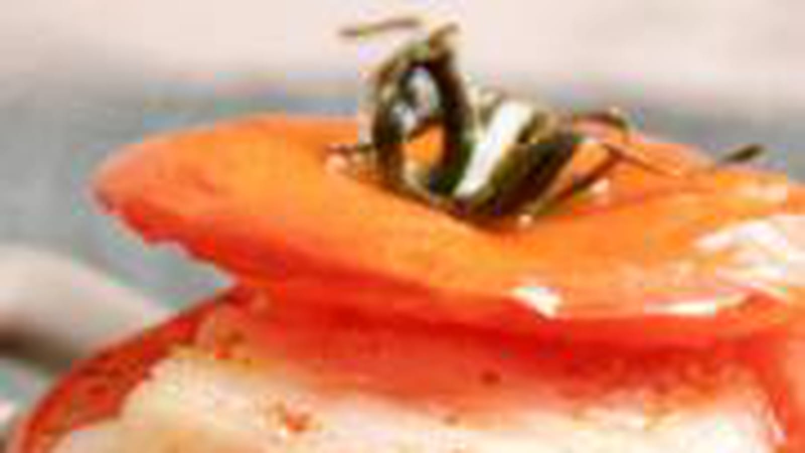 Tomates farcies chèvre et lard