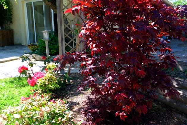 Le rouge de l'&eacute;rable japonais