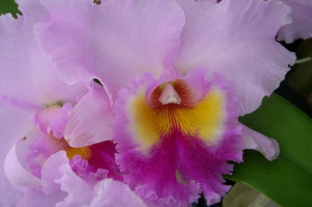 Cattleya Rhapsodie