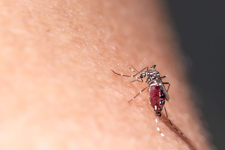 Zika : un premier cas de microcéphalie en Europe