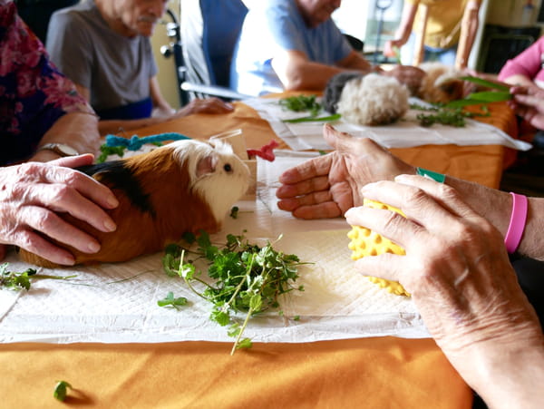 Animaux médiation Hôpital des Charpennes