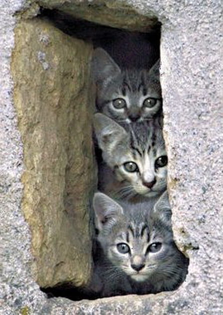 Trois petits chats