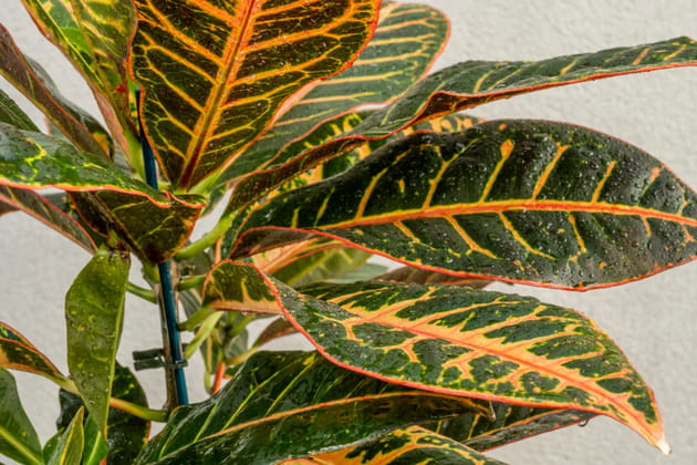 Le croton petra&nbsp;: de dr&ocirc;le de feuilles tr&egrave;s d&eacute;coratives