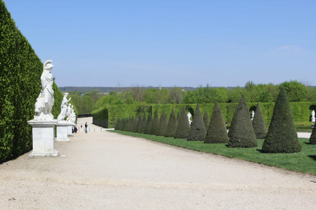 Grande all&eacute;e jonch&eacute;e de buis en c&ocirc;ne