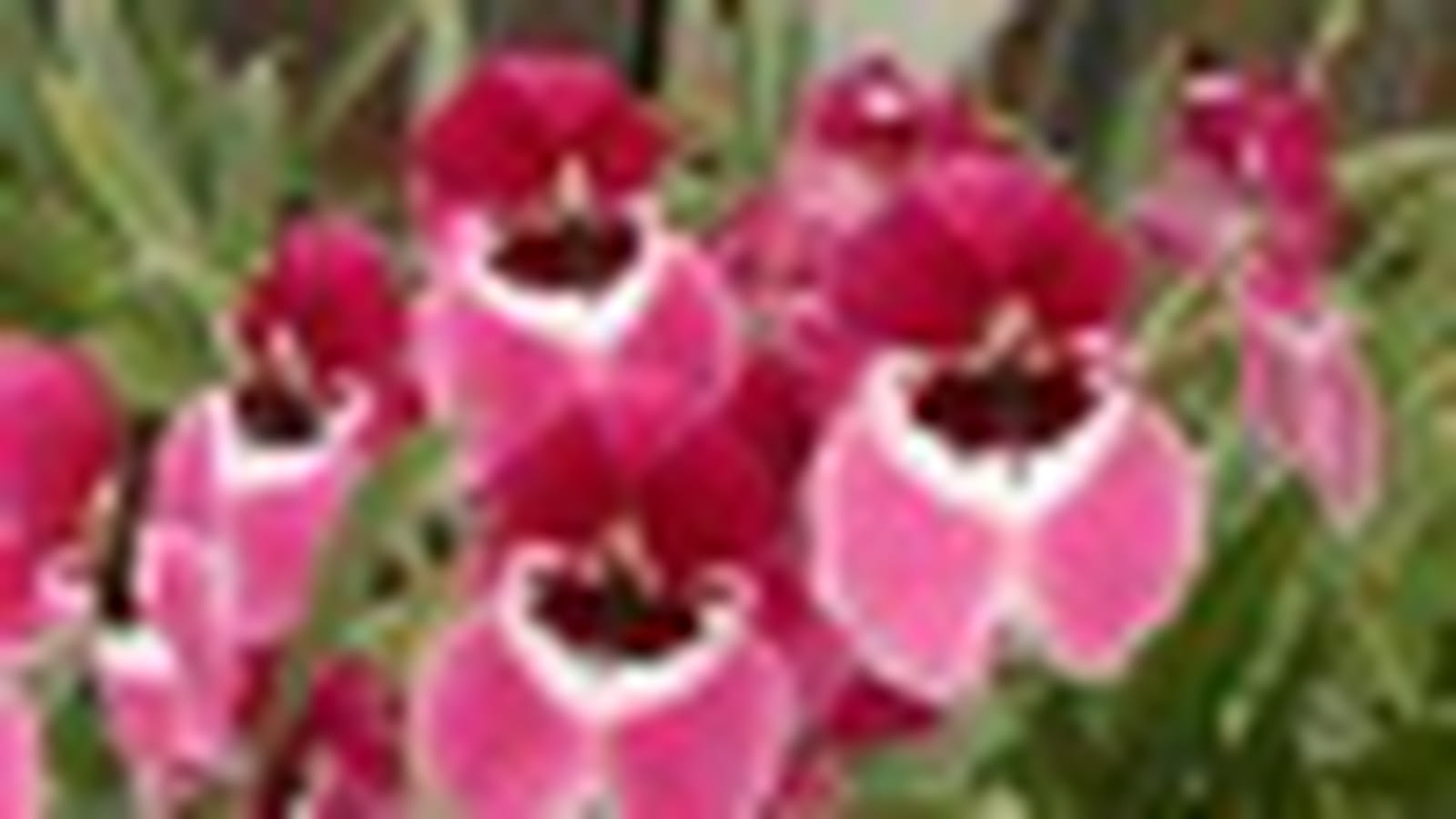 Miltonia Alger