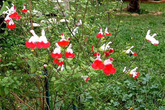 Sauges rustiques en fleur