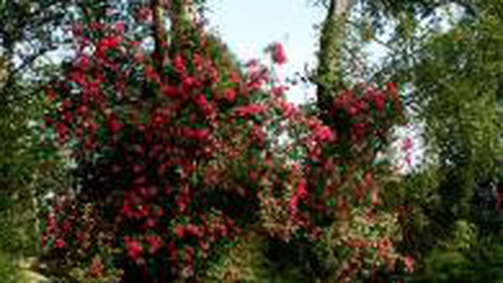 Jardin de vivaces