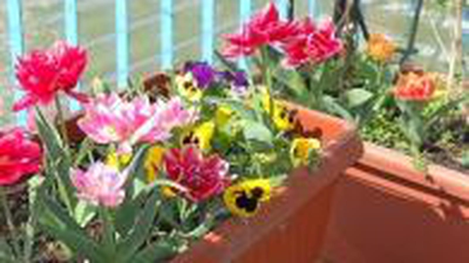 Jardinières