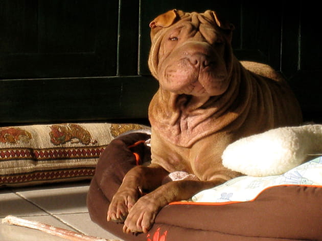 chien appartement3