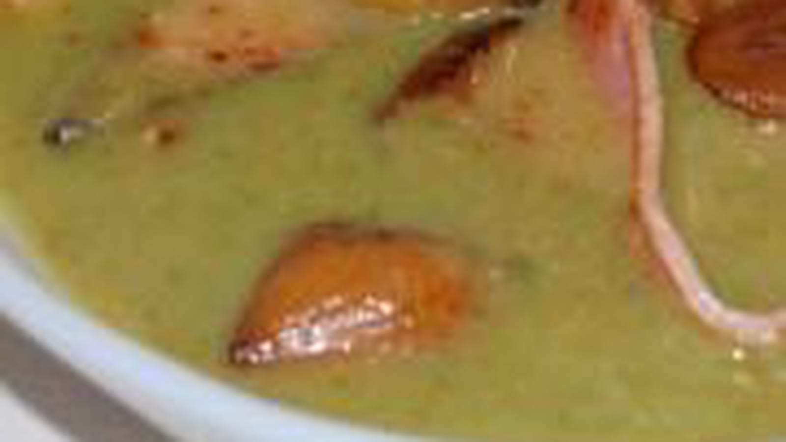 Velouté laitue marrons jambon