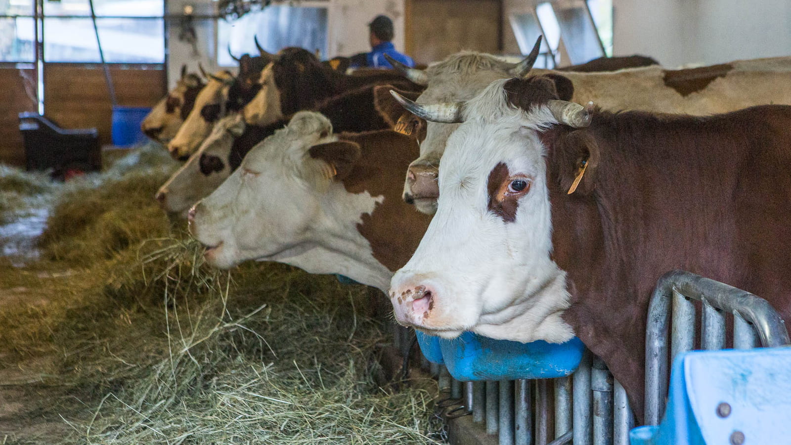 150 jours d'alimentation à l'herbe fraîche