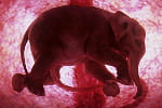 in utero bebes animaux 1062585