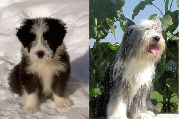 Le bearded collie