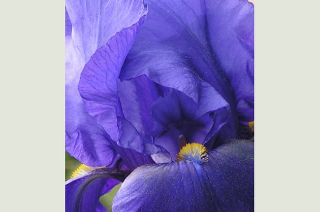 Coeur d'iris