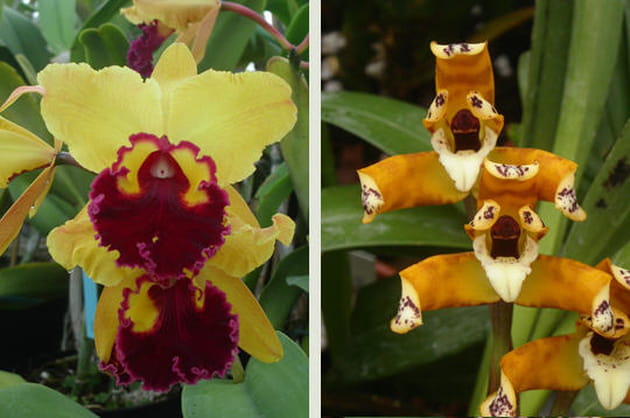Cattleya et Maxillaria