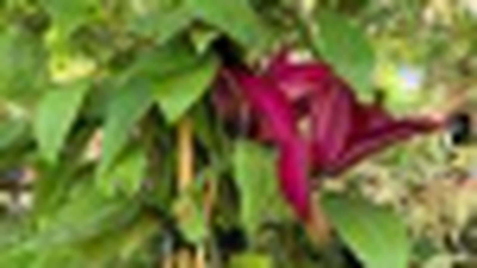 Clematis 'Bourbon'