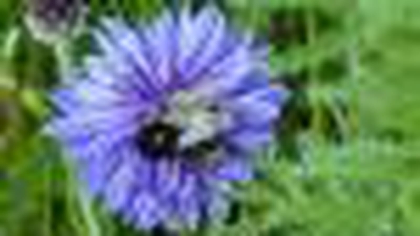 Bleuet