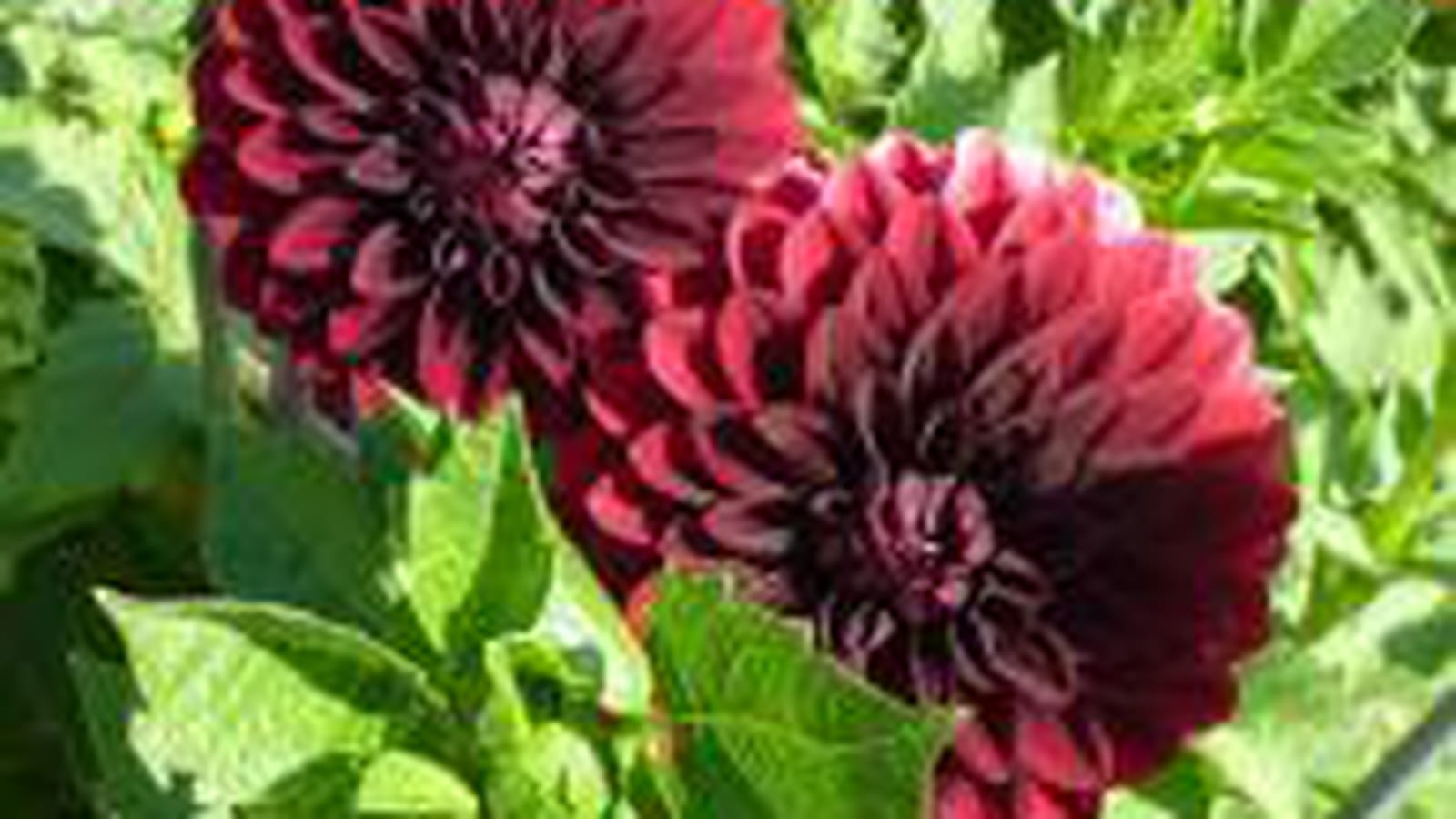 Dahlia couleur prune