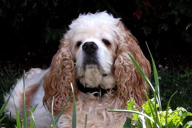 M&eacute;got, un merveilleux com&eacute;dien