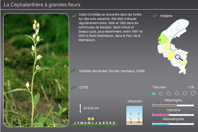 Cephalanthera damasonium