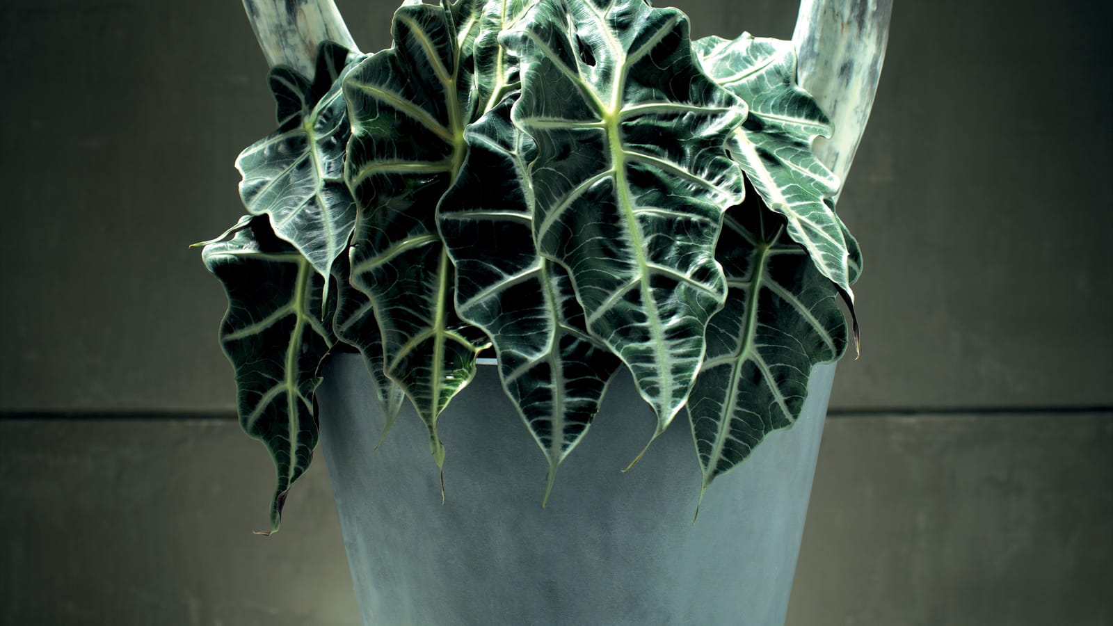 Alocasia Amazonica
