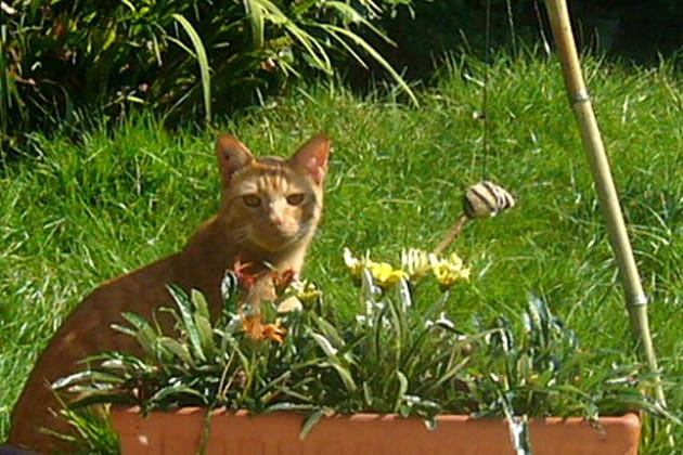 Le jeu du chat et de la souris