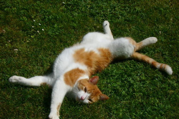 Détente jusqu'au bout des pattes