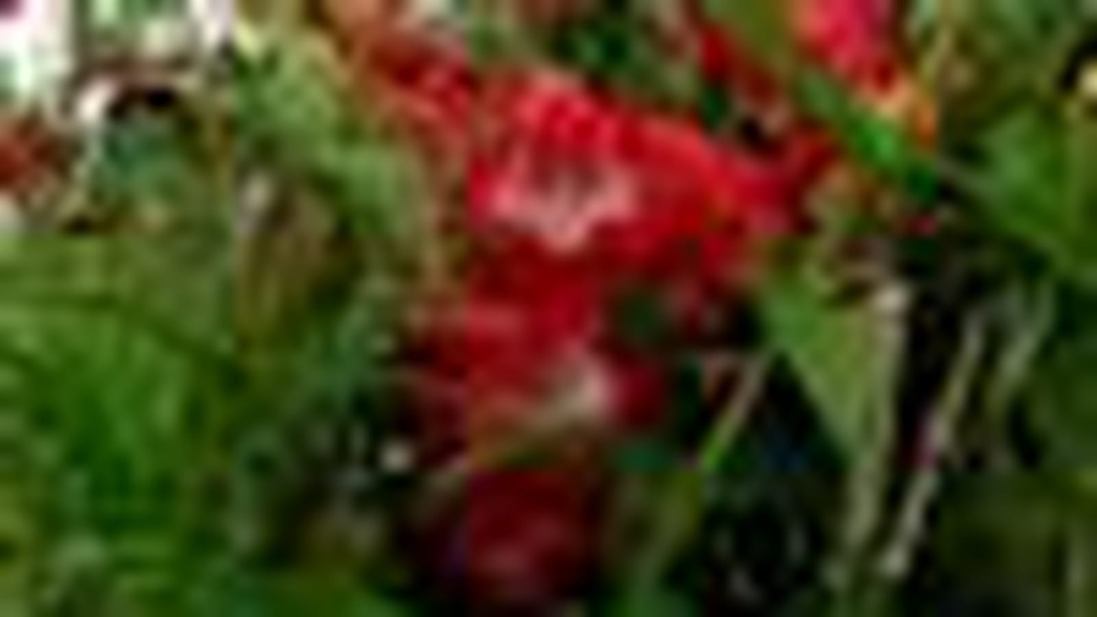 Penstemon