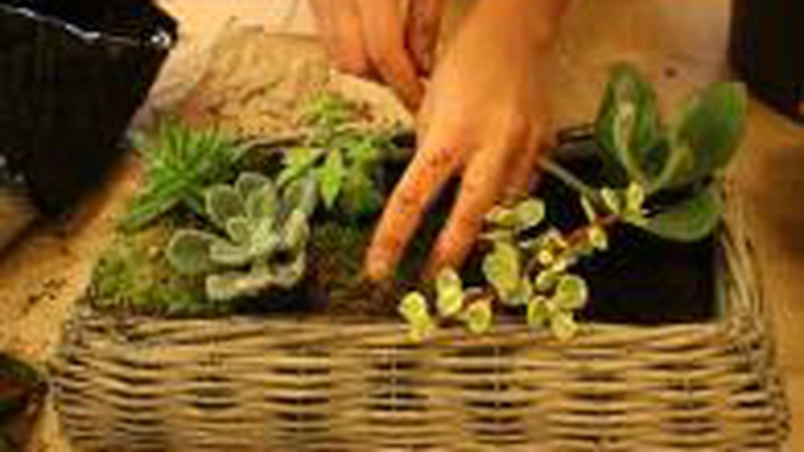 Mise en place des plantes