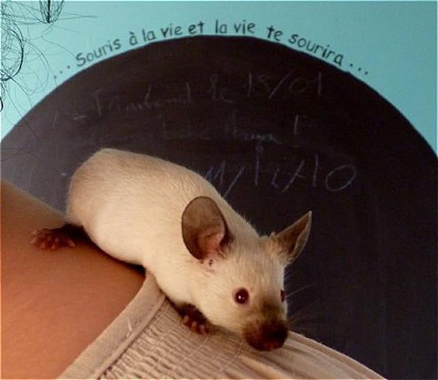 Une souris très curieuse