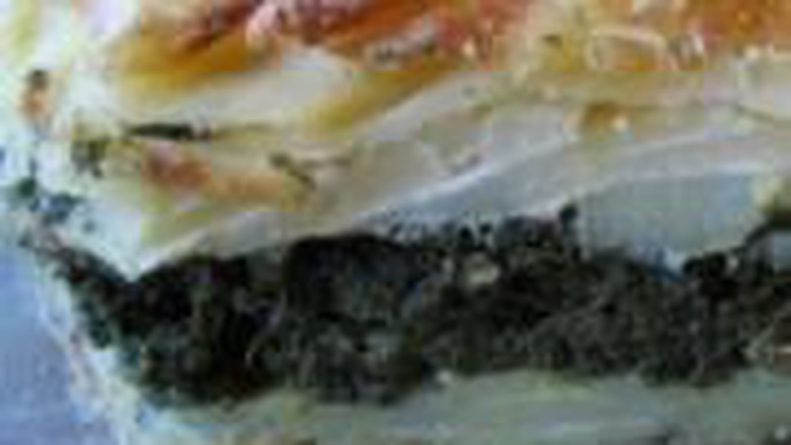 Tourte parmentière d'épinards