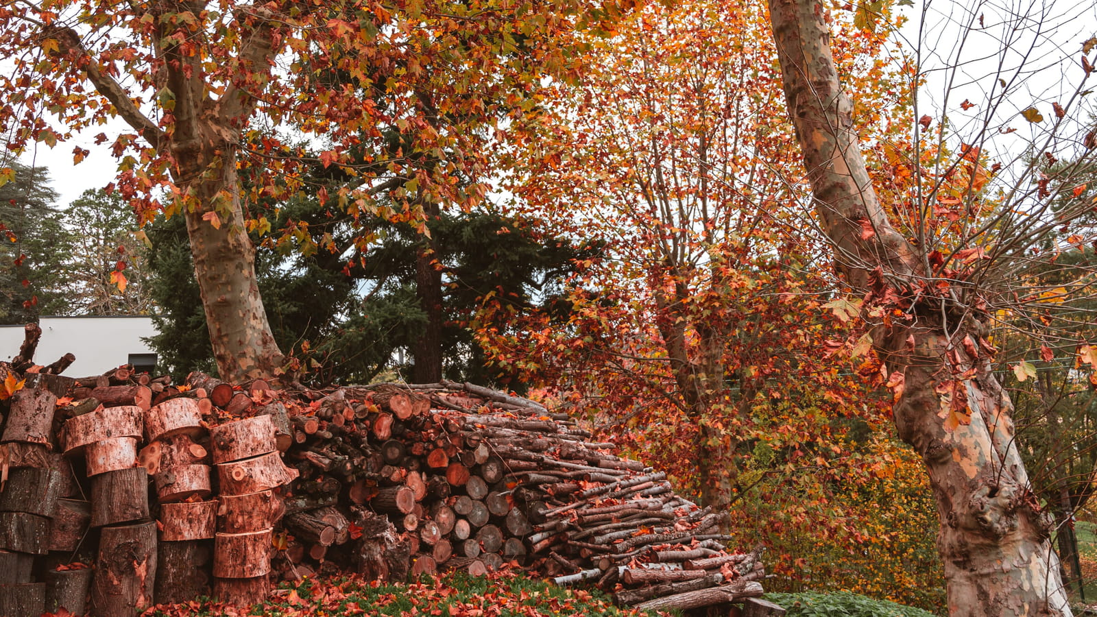 Feuilles mortes & bûches 