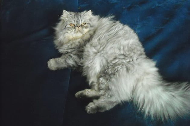 Dop&eacute; &agrave; l'amour