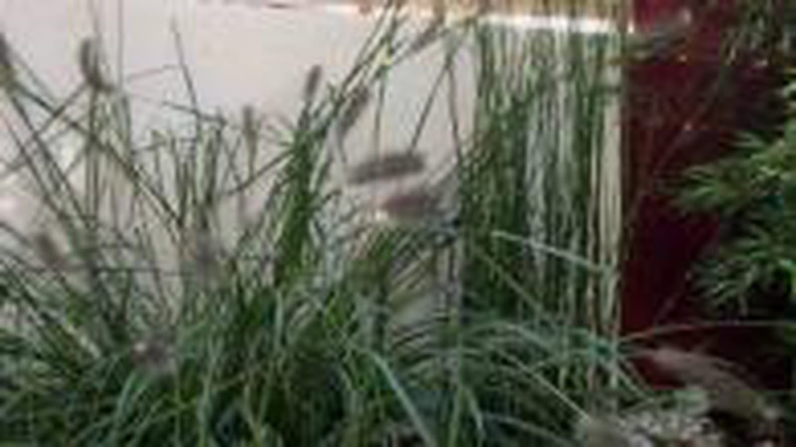 Pennisetum