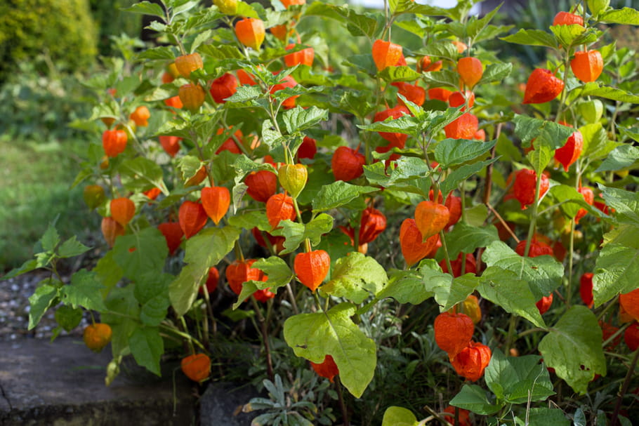Physalis