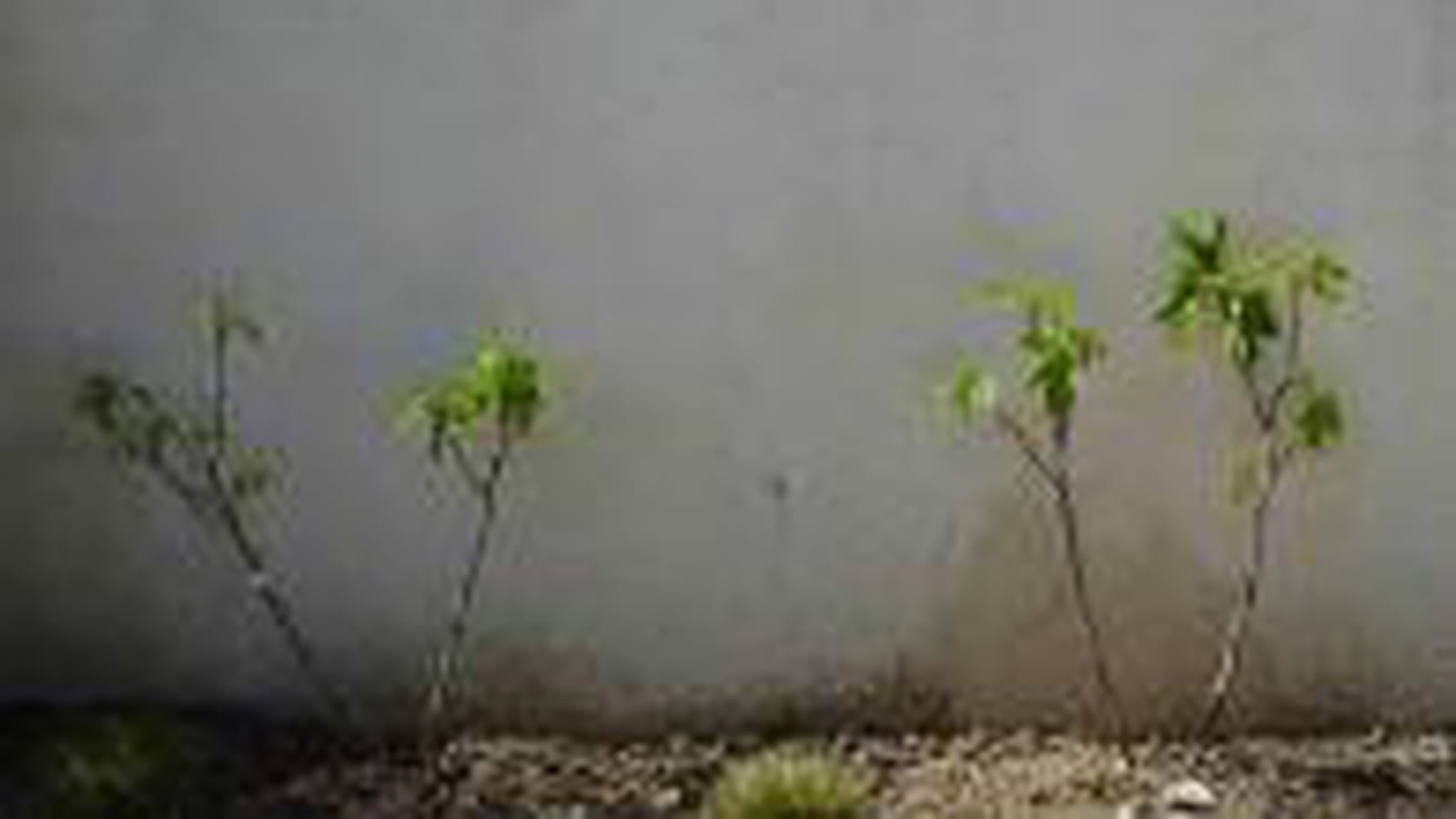 Plantation de deux figuiers