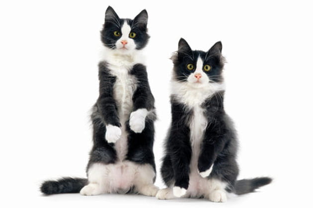 F&eacute;lix et F&eacute;lix, chats de goutti&egrave;re