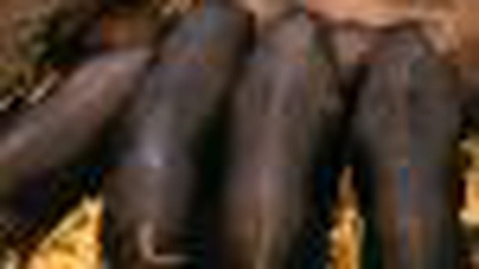 Porc duroc