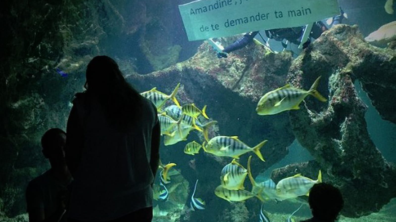 Devant un aquarium