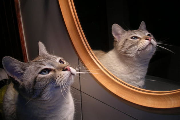 Miroir, mon beau miroir...