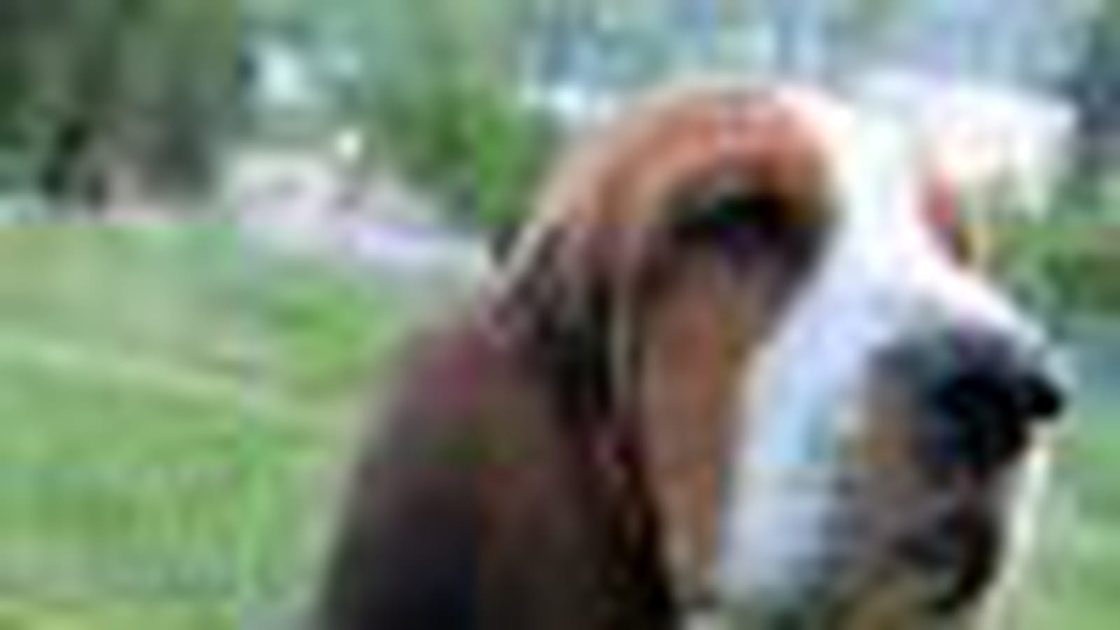 Le basset hound