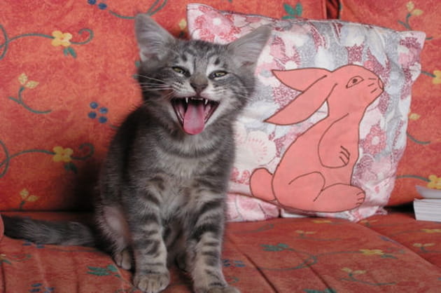 Miaulement ou b&acirc;illement&nbsp;?