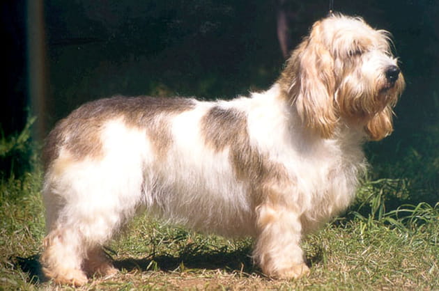 Le basset vendéen