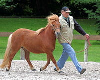 poney shetland