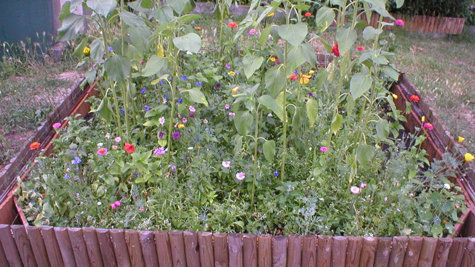 Fleurs de jachère