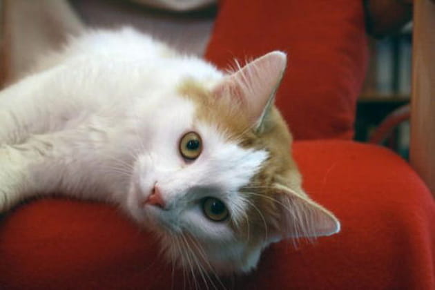 T'as de beaux yeux tu sais&nbsp;!