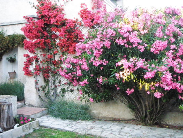 Lauriers et bougainvilliers