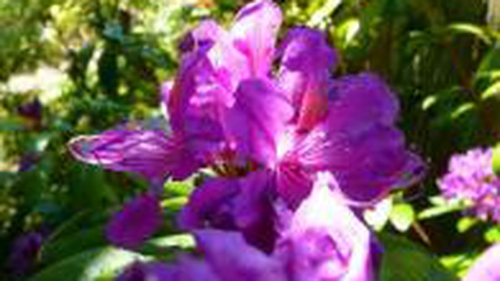 Fleurs de rhododendrons