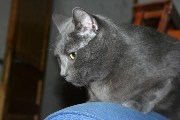 Léonard, un peintre à sa façon